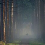 Alto Veluwe, Países Bajos